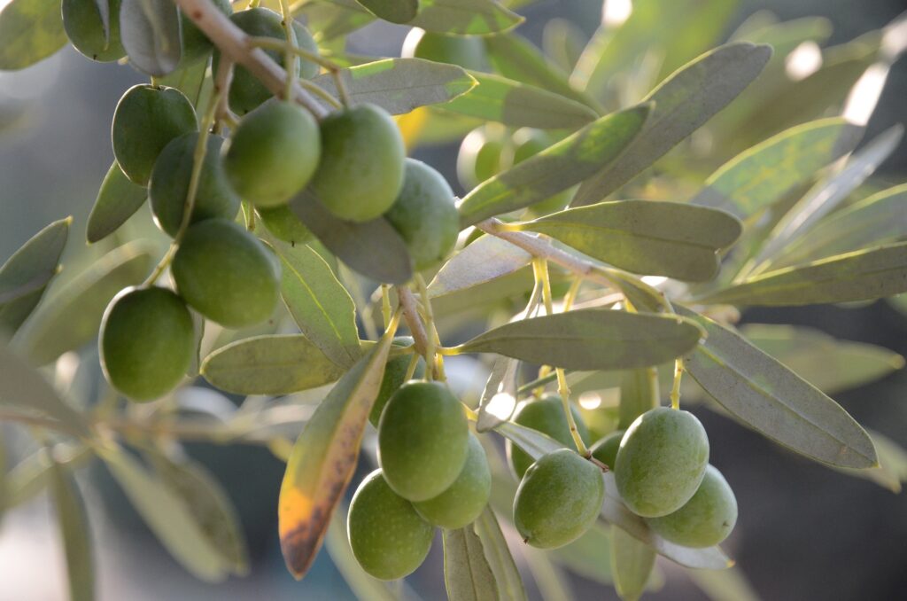 Al via la raccolta delle olive