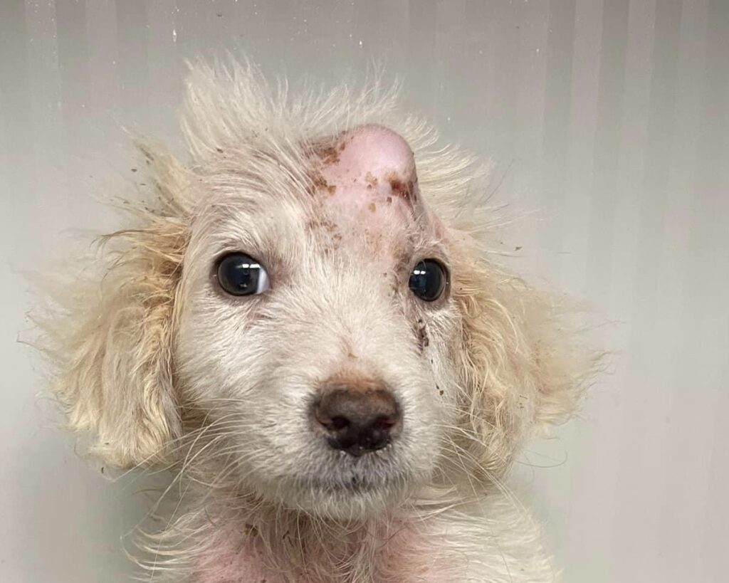 Cane lanciato da un’auto: disavventura per un cucciolo nel Vallo di Diano