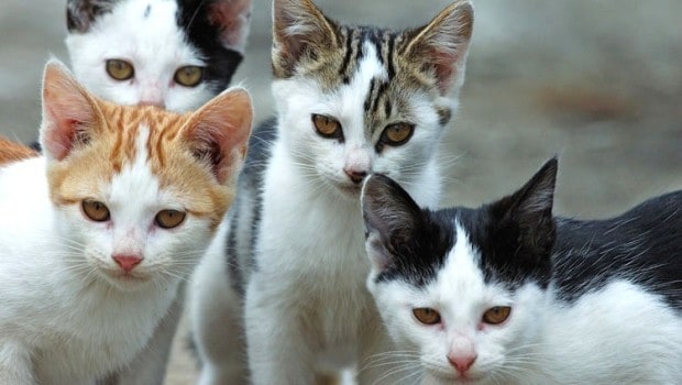 Nocera Inferiore, acido in piazza dove staziona una colonia di gatti