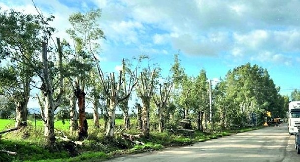 Capaccio, Antelmi: «Fermate la strage di eucalipti»