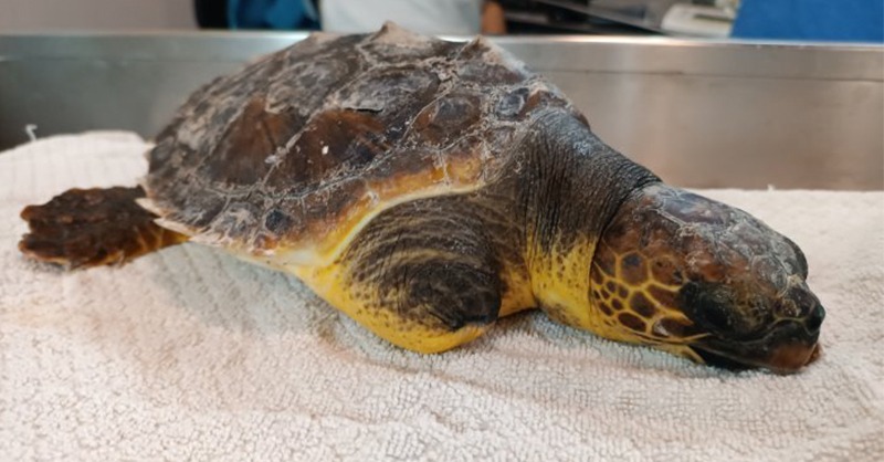 Tartaruga “Caretta Caretta” ferita: recuperata ad Agropoli