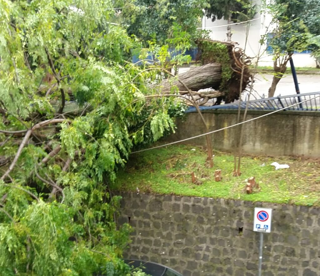 Cava de’ Tirreni, albero cade in via Di Marino