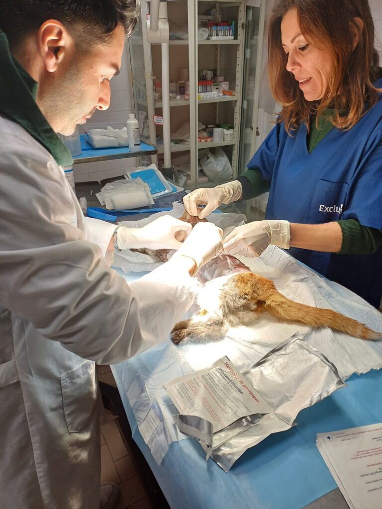 Gatto scuoiato vivo salvato a Cava de’ Tirreni