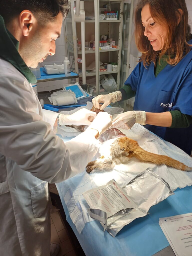 Gatto scuoiato vivo salvato a Cava de’ Tirreni
