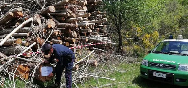 Taglio abusivo di legna: due denunciati nel Vallo di Diano