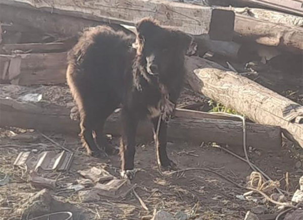 Cane malnutrito e con corda stretta al collo, salvato a Sassano
