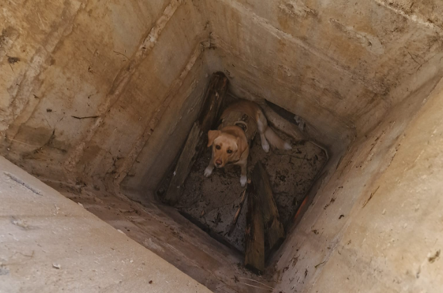 Battipaglia, cane precipita in un pozzo: salvato