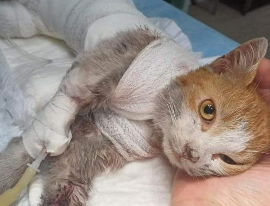 L’autopsia sul gatto Leone: «Scuoiato da un essere umano»