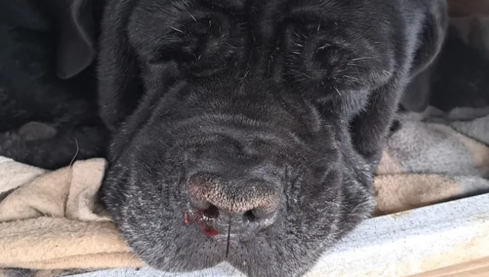 Salerno, gara di solidarietà per il cane Ulisse