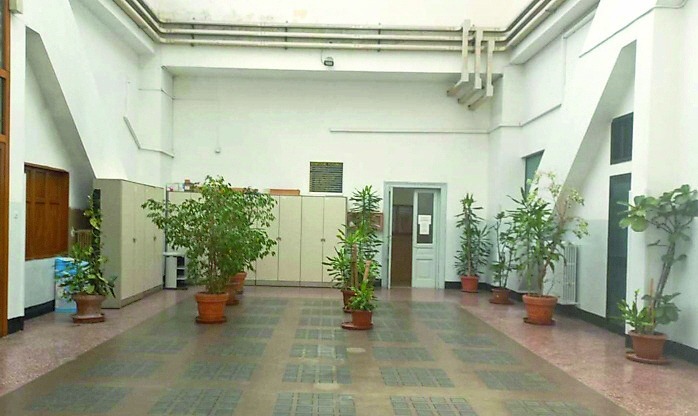 Al Comune di Salerno scoppia la guerra del ficus