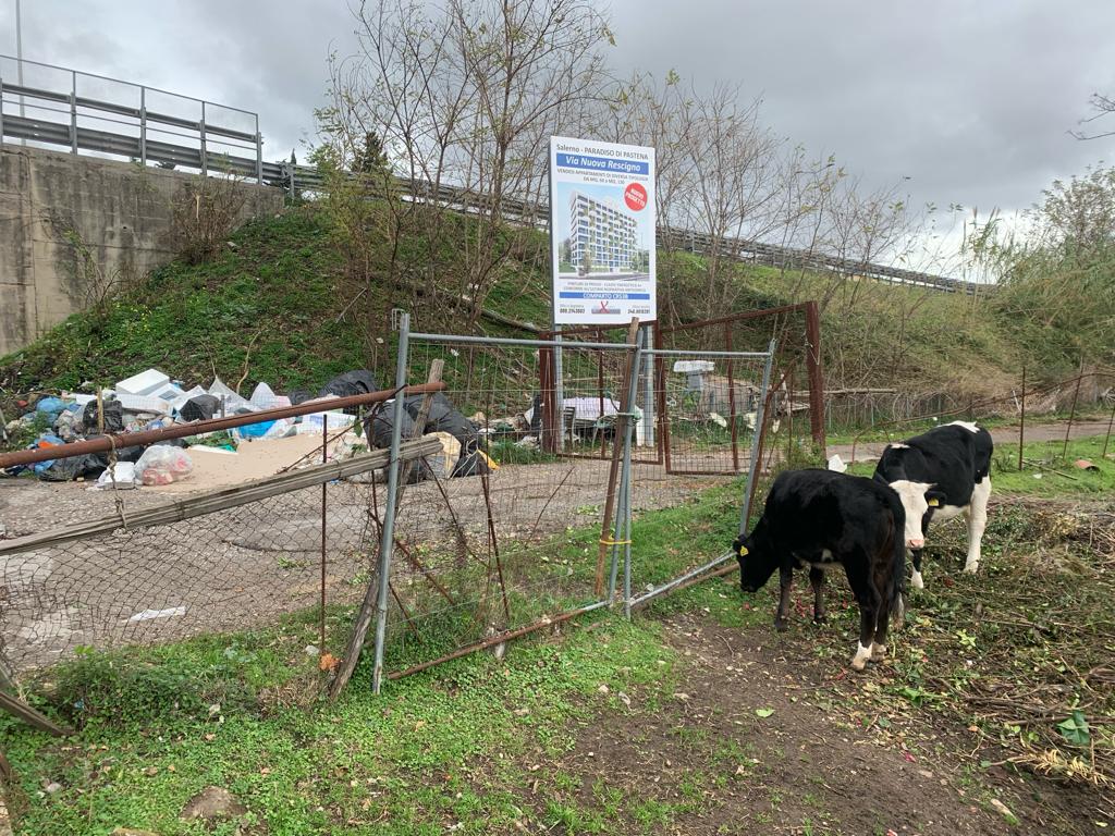 Salerno, cafoni all’assalto del Paradiso di Pastena