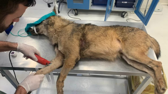 Cilento, lupo finisce in trappola: curato e rimesso in libertà