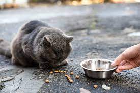 Il Comune di Minori: «Basta nutrire animali per strada»