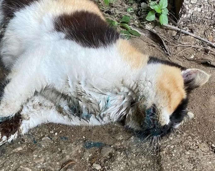 Perito, gatti avvelenati: rabbia del sindaco