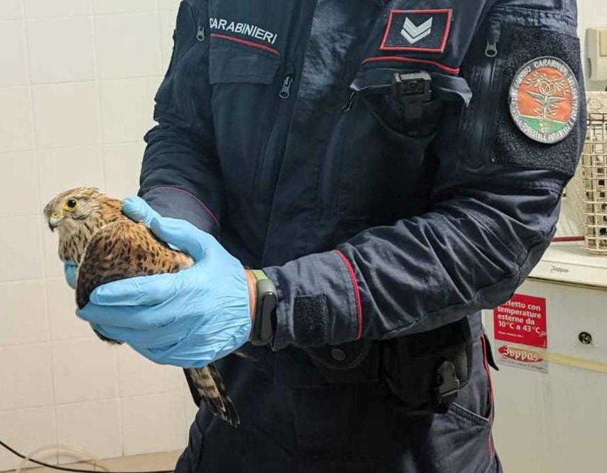 Buccino, falco ferito salvato dai carabinieri
