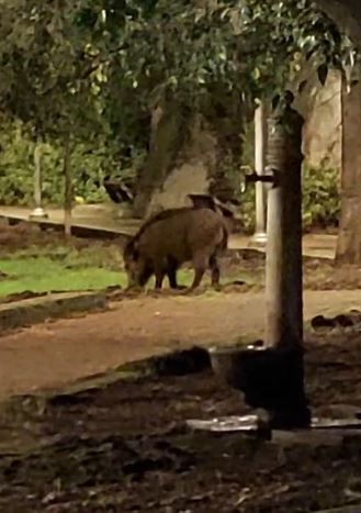 Salerno, i cinghiali “sconfinano” e vanno a spasso nel centro storico