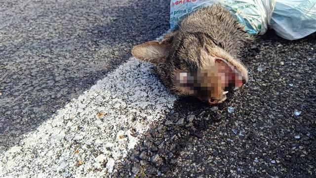 Gatto torturato, ucciso e abbandonato in strada