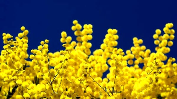 Ogliastro Cilento celebra la Festa della donna