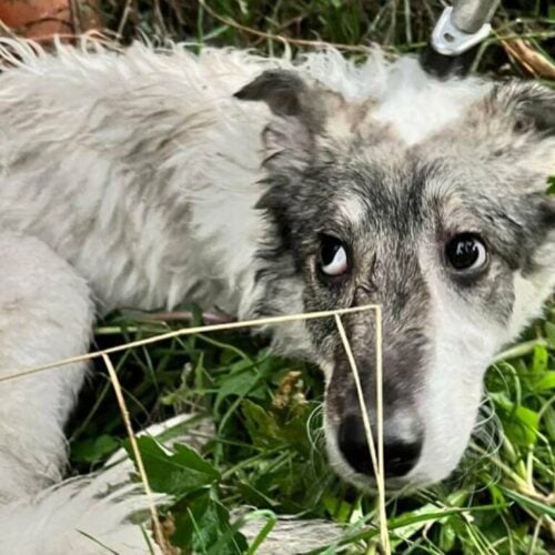 Abbandona cucciola in strada e muore investita: identificato l’autore