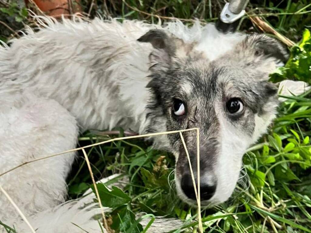 Buonabitacolo, cane ferito da colpi di fucile