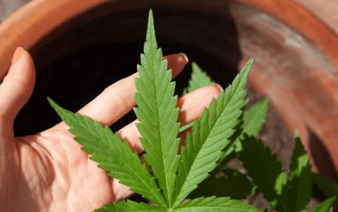 Tumore della pelle, l’estratto di cannabis “congela” le cellule