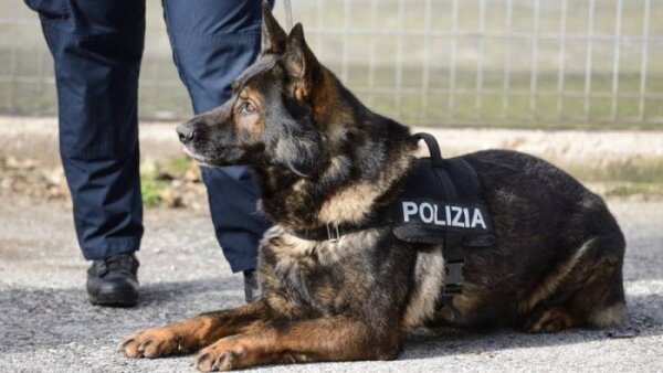 Portava droga in carcere al marito: arrestata donna ad Avellino