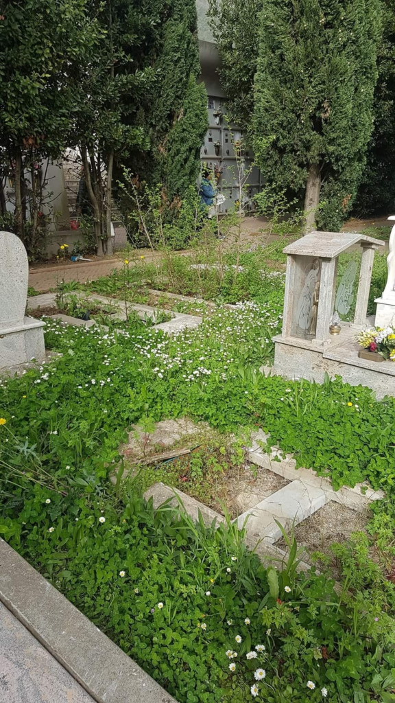 Ratti, rifiuti ed erba alta: il Cimitero di Cava è nel degrado