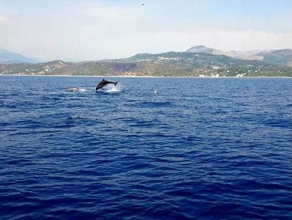 I cetacei un’altra “perla” dell’area protetta