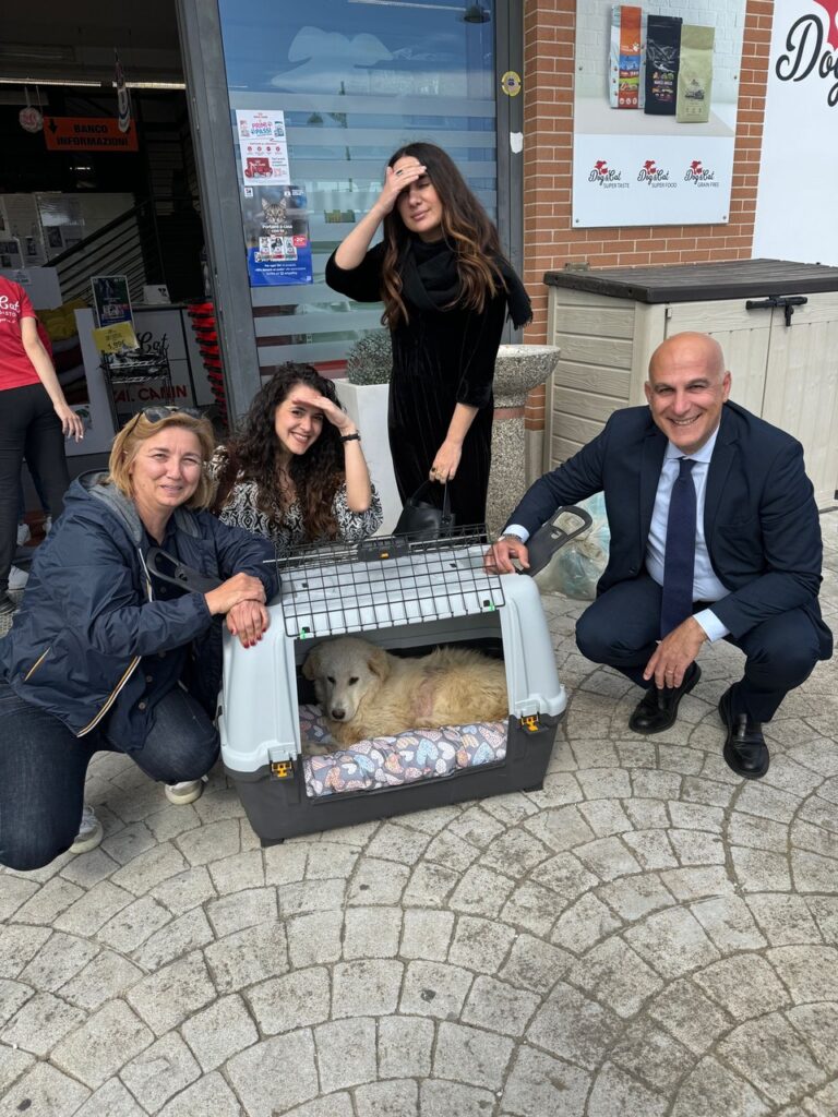 Ravello, cane investito: scatta una gara di solidarietà