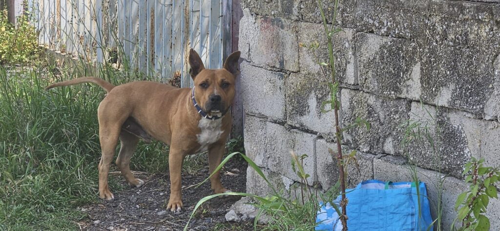 Pitbull semina il panico sulla litoranea di Eboli: cinque turisti in fuga