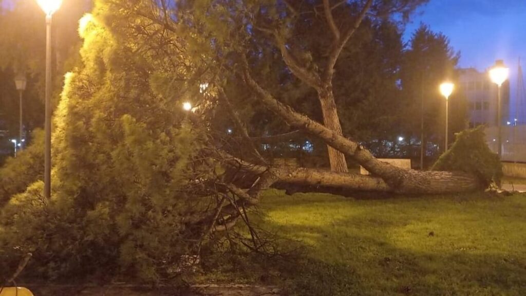 Salerno, caduto un grosso pino nell’area giochi del Parco Arbostella