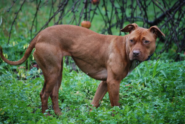 San Gregorio Magno, bimba azzannata da un pitbull in piazza