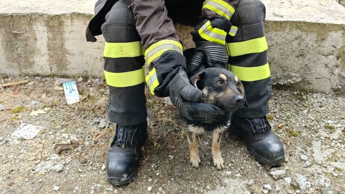 Atripalda, i vigili del fuoco salvano un cagnolino sul letto del fiume Sabato