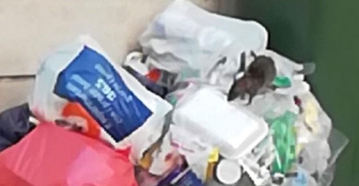 Topi e blatte a Salerno, è già allarme nei quartieri