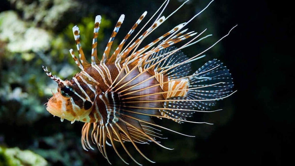 Pesci velenosi, un’altra specie si sta diffondendo nel Mar Mediterraneo