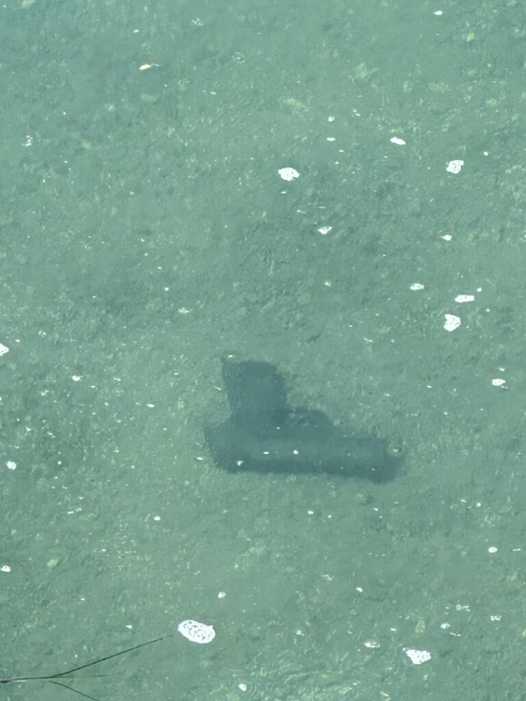 Salerno, rinvenuta pistola in mare