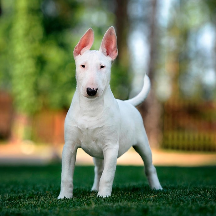 Reggente clan di camorra incastrato dal suo bull terrier