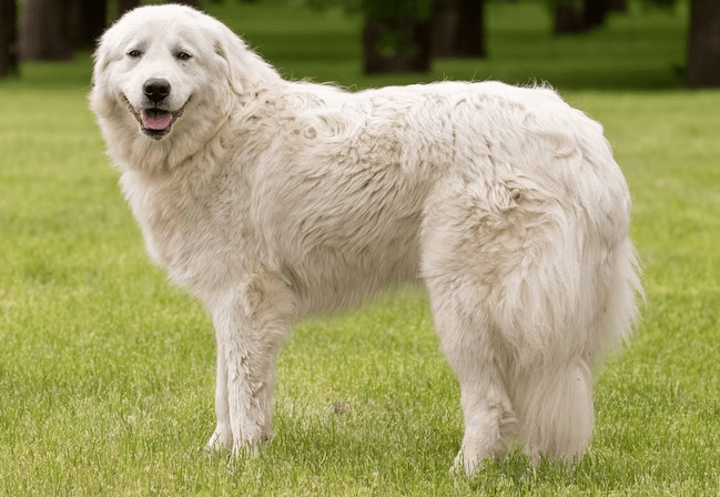 Polla, cane azzanna e il padrone risarcisce