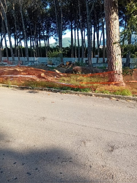 Mercato San Severino, abbattuti gli alberi secolari al “Fucito”