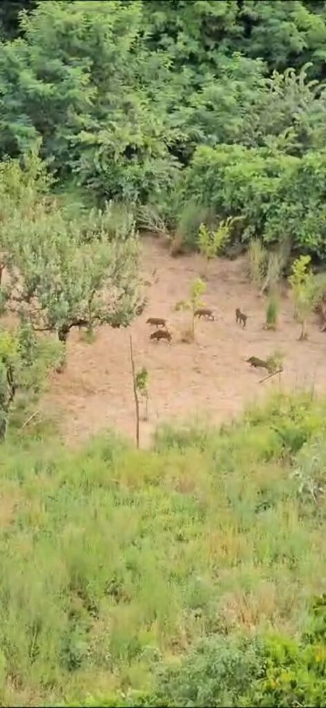 Cava de’ Tirreni, cinghiali e mucche: i danni crescono