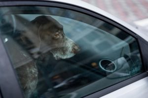 Eboli, lascia il cane chiuso in macchina al sole: salvato