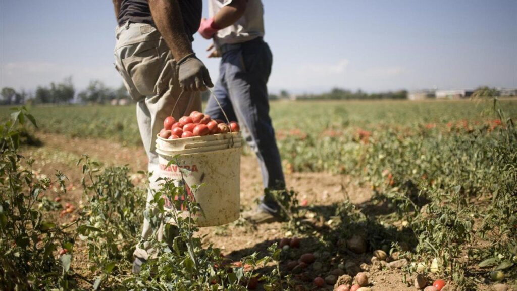 Scafati, caporalato: sospesa azienda agricola