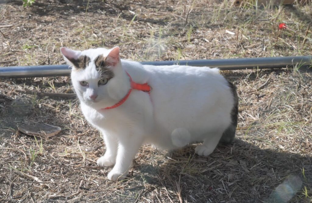 Salerno, taglio del nastro per il “gattoparco”