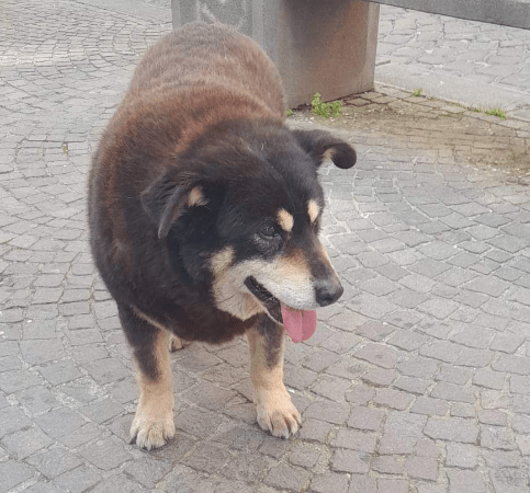 Pagani, una targa per ricordare il cagnolino Jack
