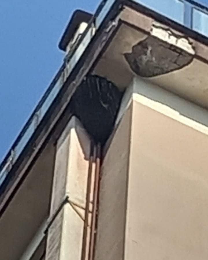 Angri, alveare di 70kg rimosso da palazzo