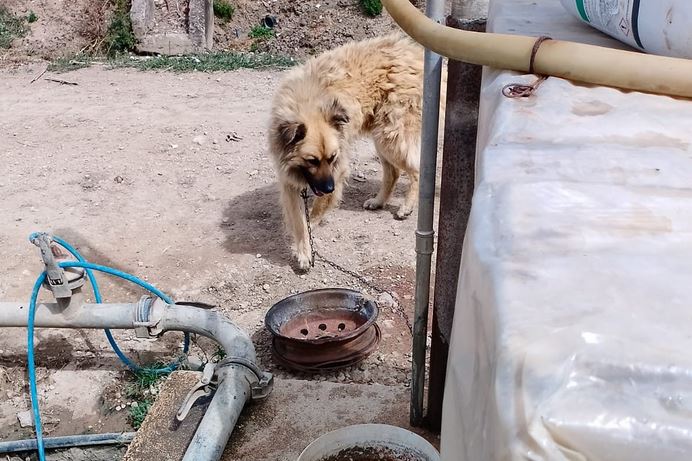Cane legato a una catena e sotto al sole: salvato nella Piana del Sele