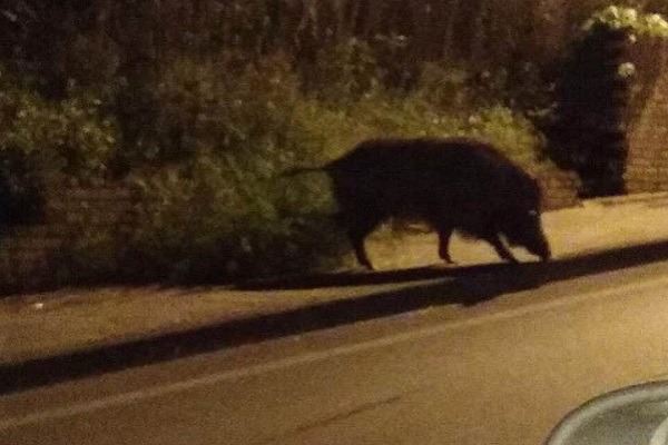 Santa Marina, investe un cinghiale, 63enne ricoverato