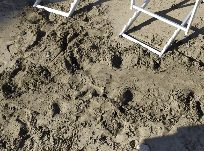 Salerno, tartaruga sulla spiaggia di Pastena