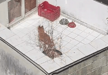 Battipaglia, cani deceduti in casa: scatta l’inchiesta