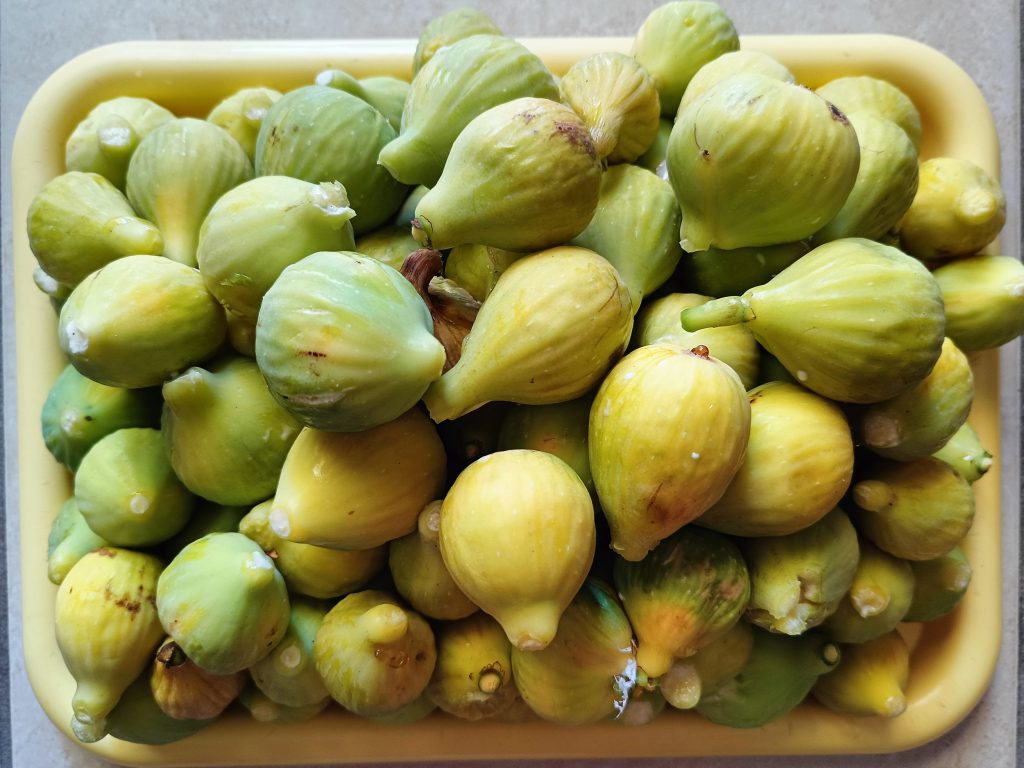 Il fico bianco del Cilento